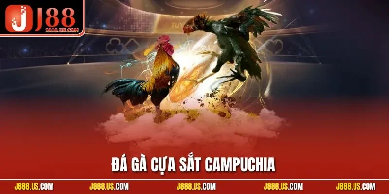 Đá Gà Cựa Sắt Campuchia - Bí Mật Các Trận Đấu Đỉnh Cao Năm 2025