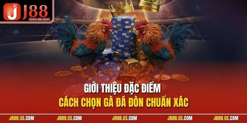 Giới thiệu đặc điểm cách chọn gà đá đòn chuẩn xác