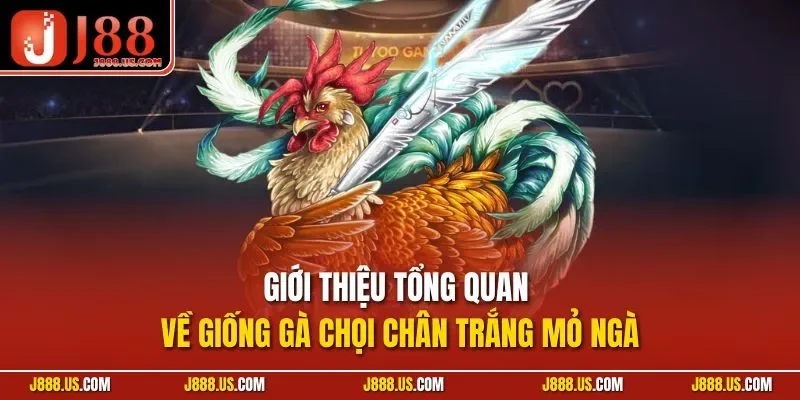 Giới thiệu tổng quan về giống gà chọi chân trắng mỏ ngà