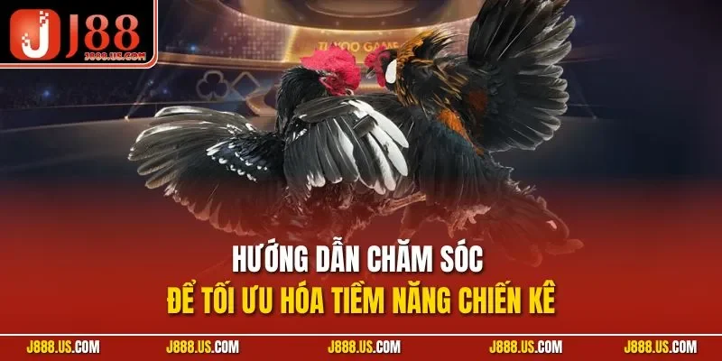 Hướng dẫn chăm sóc để tối ưu hóa tiềm năng chiến kê