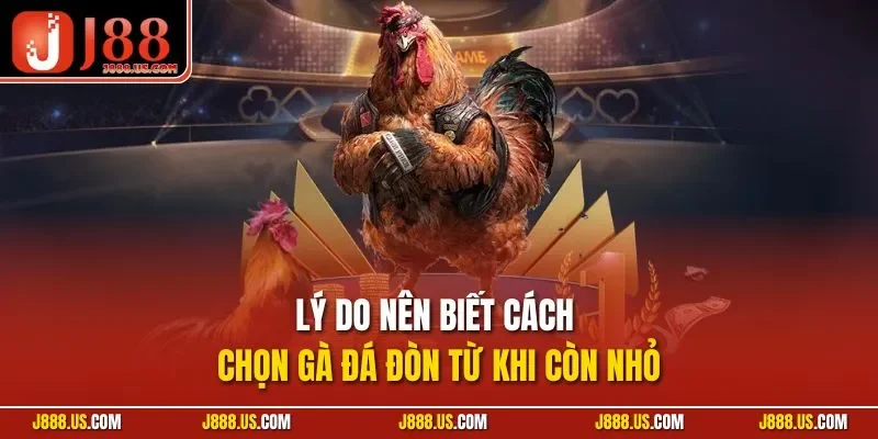 Lý do nên biết cách chọn gà đá đòn từ khi còn nhỏ