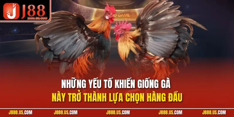 Những yếu tố khiến giống gà này trở thành lựa chọn hàng đầu