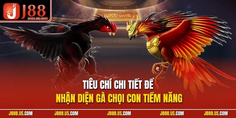 Tiêu chí chi tiết để nhận diện gà chọi con tiềm năng